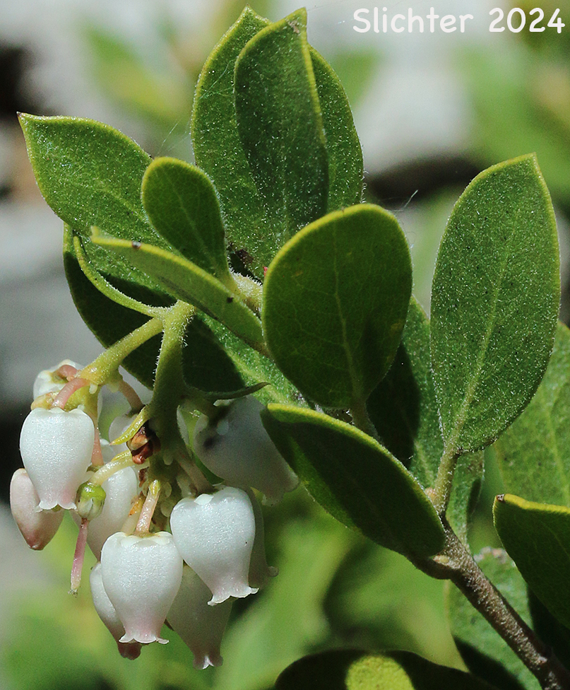 Flowers and leaves of Pinemat Manzanita, Snowmat Manzanita: Arctostaphylos nevadensis (Synonyms: Arctostaphylos nevadensis ssp. nevadensis, Arctostaphylos pungens ssp. nevadensis)