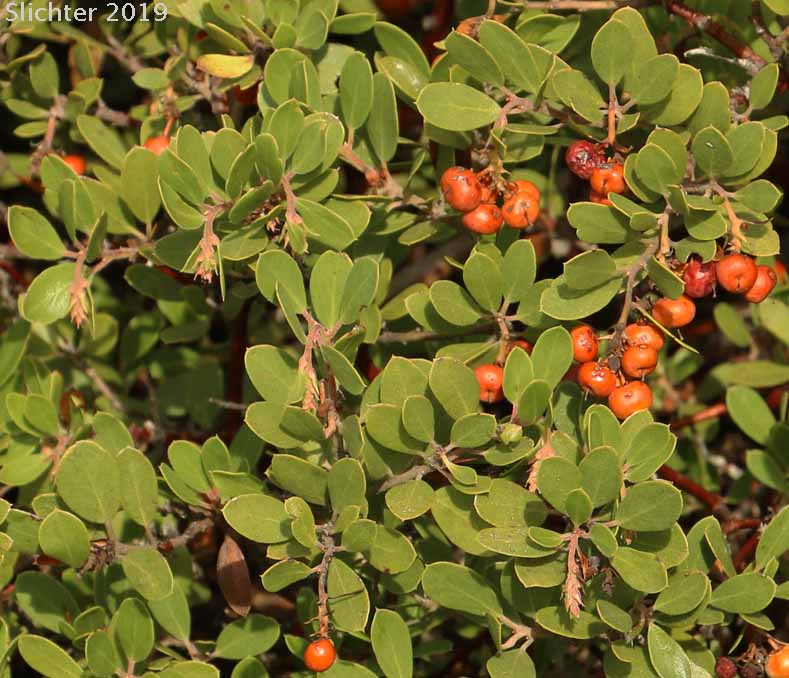 Pinemat Manzanita, Snowmat Manzanita: Arctostaphylos nevadensis (Synonyms: Arctostaphylos nevadensis ssp. nevadensis, Arctostaphylos pungens ssp. nevadensis)