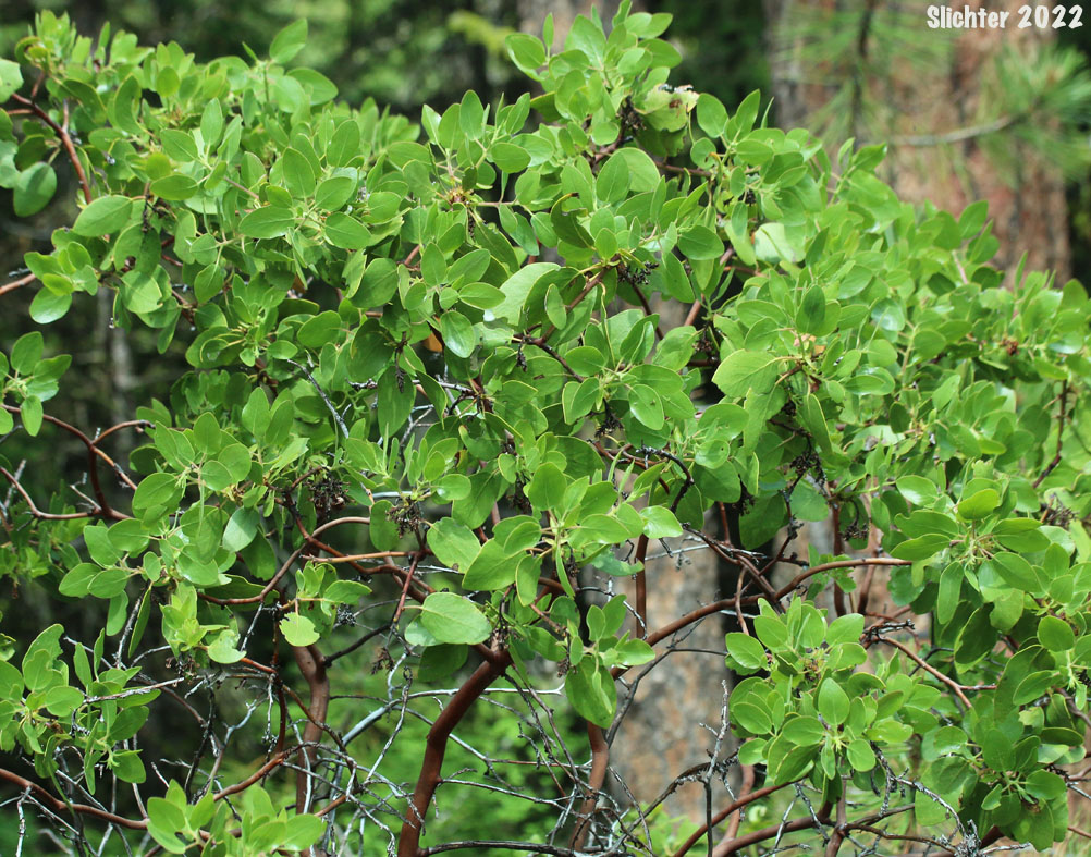 Greenleaf Manzanita, Green-leaf Manzanita, Snowbrush Manzanita: Arctostaphylos patula (Synonyms: Arctostaphylos acutifolia, Arctostaphylos parryana, Arctostaphylos parryana var. pinetorum, Arctostaphylos patula ssp. platyphylla, Arctostaphylos patula var. coalescens, Arctostaphylos platyphylla)