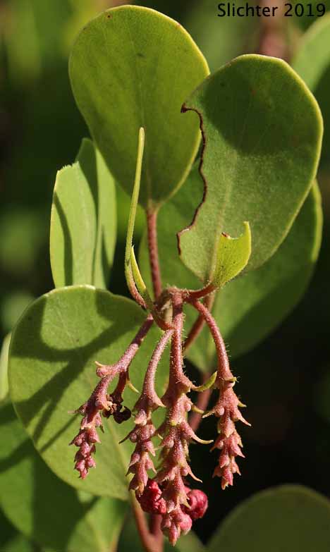 Greenleaf Manzanita, Green-leaf Manzanita, Snowbrush Manzanita: Arctostaphylos patula (Synonyms: Arctostaphylos acutifolia, Arctostaphylos parryana, Arctostaphylos parryana var. pinetorum, Arctostaphylos patula ssp. platyphylla, Arctostaphylos patula var. coalescens, Arctostaphylos platyphylla)