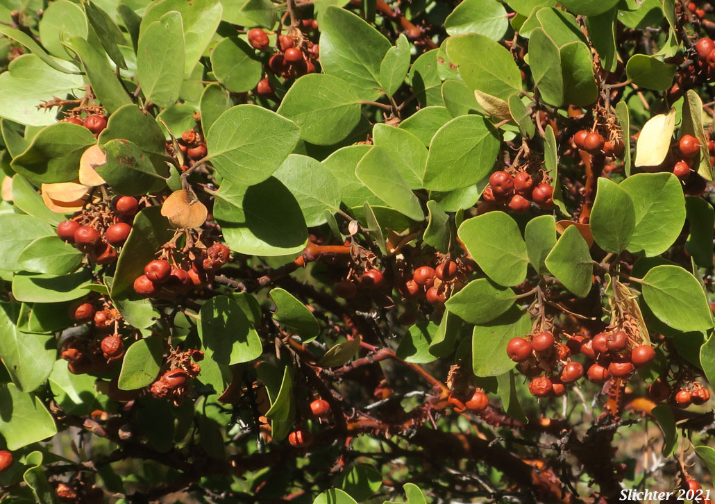 Greenleaf Manzanita, Green-leaf Manzanita, Snowbrush Manzanita: Arctostaphylos patula (Synonyms: Arctostaphylos acutifolia, Arctostaphylos parryana, Arctostaphylos parryana var. pinetorum, Arctostaphylos patula ssp. platyphylla, Arctostaphylos patula var. coalescens, Arctostaphylos platyphylla)