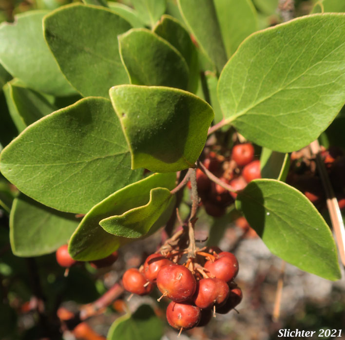 Greenleaf Manzanita, Green-leaf Manzanita, Snowbrush Manzanita: Arctostaphylos patula (Synonyms: Arctostaphylos acutifolia, Arctostaphylos parryana, Arctostaphylos parryana var. pinetorum, Arctostaphylos patula ssp. platyphylla, Arctostaphylos patula var. coalescens, Arctostaphylos platyphylla)