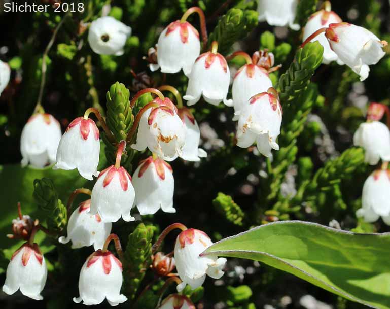 White Mountain Heather. Western Moss Heather, Mertens' Mountain Heather: Cassiope mertensiana var. mertensiana (Synonyms: Andromeda cupressina, Andromeda mertensiana)