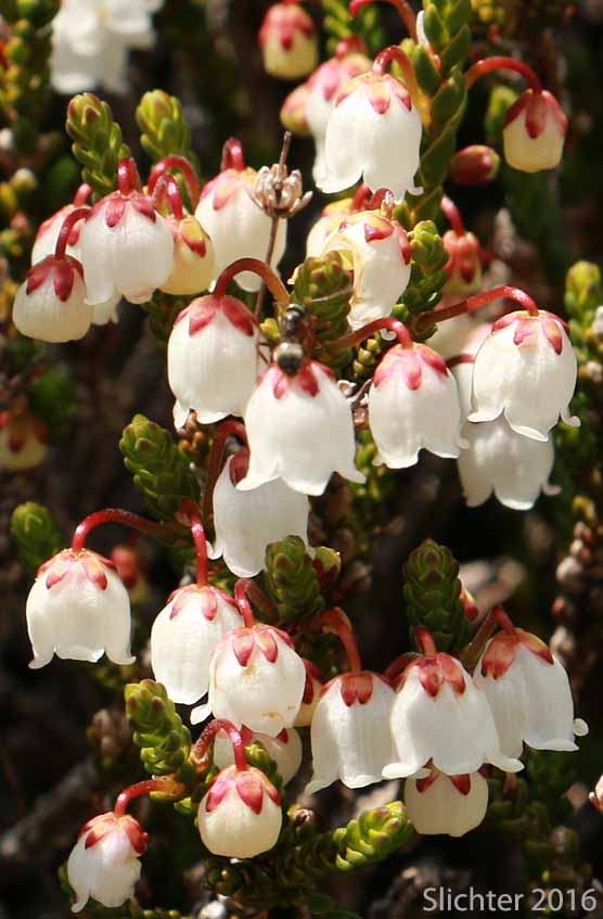 White Mountain Heather. Western Moss Heather, Mertens' Mountain Heather: Cassiope mertensiana var. mertensiana (Synonyms: Andromeda cupressina, Andromeda mertensiana)