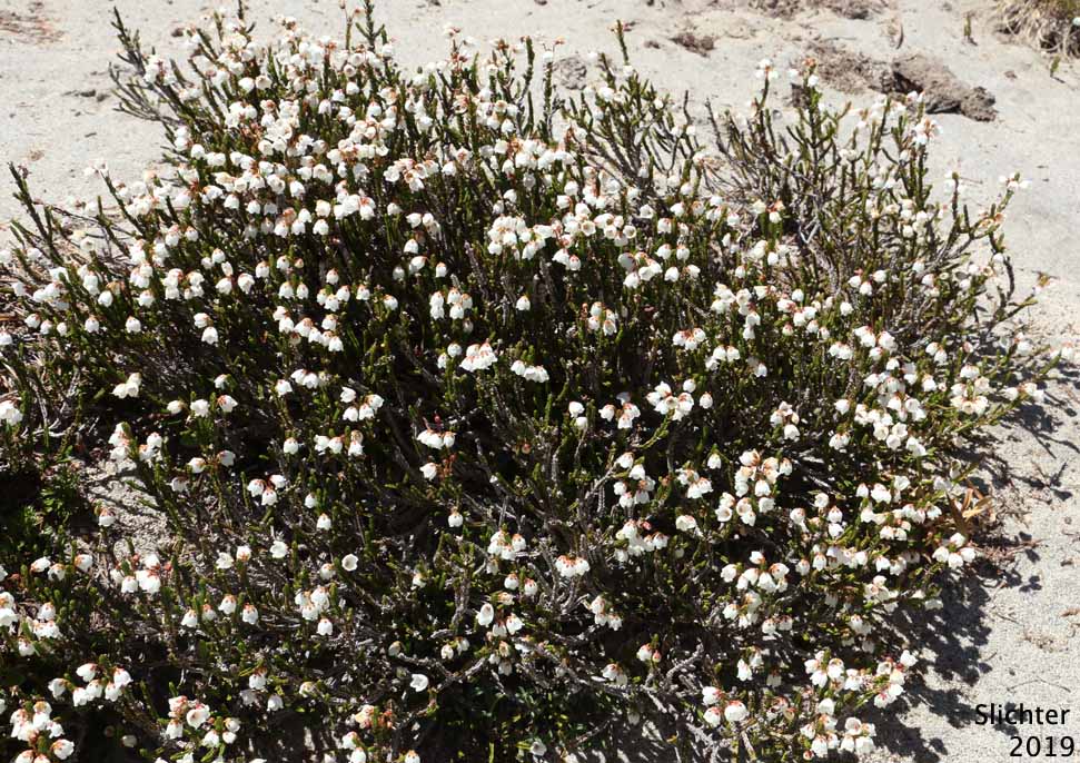 White Mountain Heather. Western Moss Heather, Mertens' Mountain Heather: Cassiope mertensiana var. mertensiana (Synonyms: Andromeda cupressina, Andromeda mertensiana)