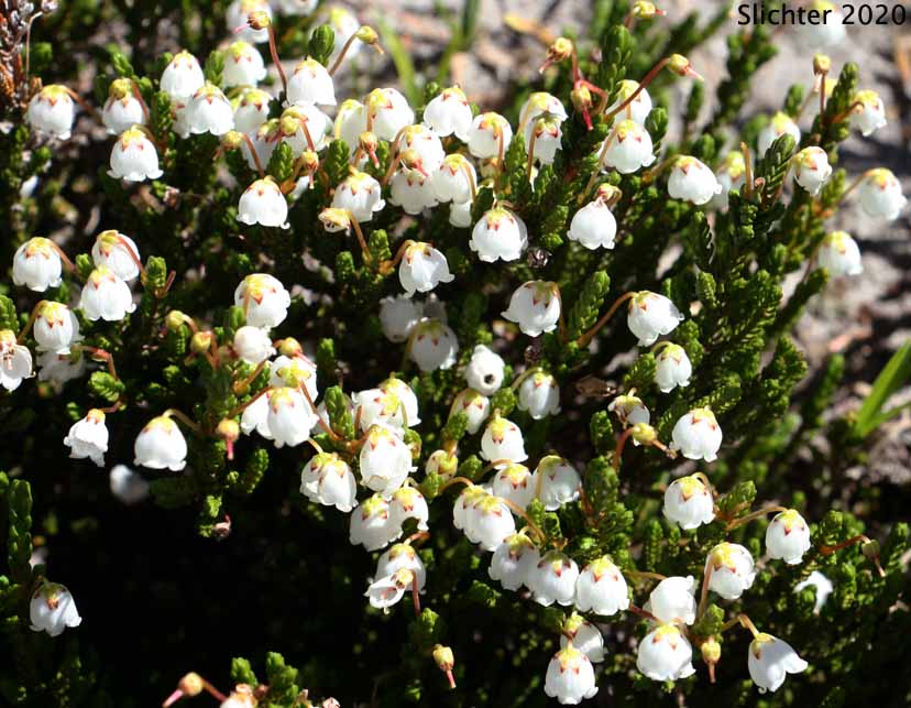 White Mountain Heather. Western Moss Heather, Mertens' Mountain Heather: Cassiope mertensiana var. mertensiana (Synonyms: Andromeda cupressina, Andromeda mertensiana)