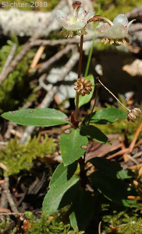 Little Pipsissewa, Little Prince's-pine, Little Prince's Pine: Chimaphila menziesii (Synonym: Pyrola menziesii)