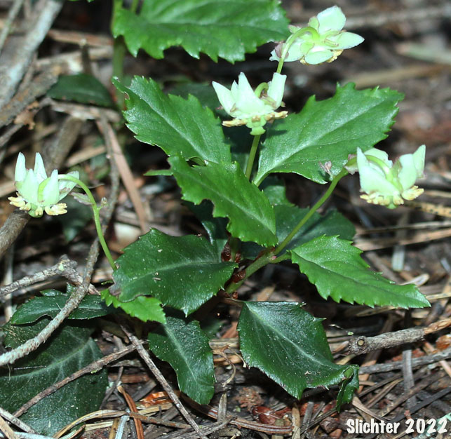 Little Pipsissewa, Little Prince's-pine, Little Prince's Pine: Chimaphila menziesii (Synonym: Pyrola menziesii)