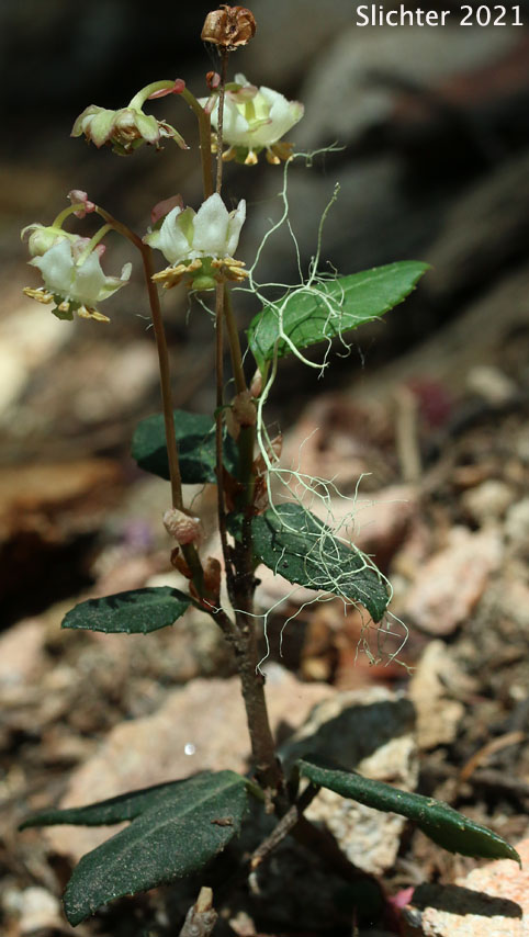 Little Pipsissewa, Little Prince's-pine, Little Prince's Pine: Chimaphila menziesii (Synonym: Pyrola menziesii)
