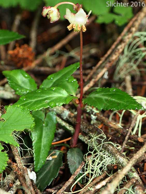 Little Pipsissewa, Little Prince's-pine, Little Prince's Pine: Chimaphila menziesii (Synonym: Pyrola menziesii)