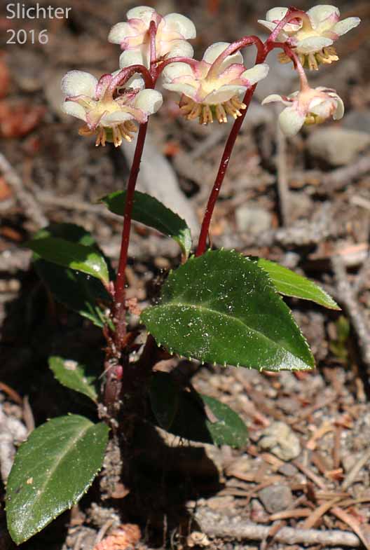 Little Pipsissewa, Little Prince's-pine, Little Prince's Pine: Chimaphila menziesii (Synonym: Pyrola menziesii)