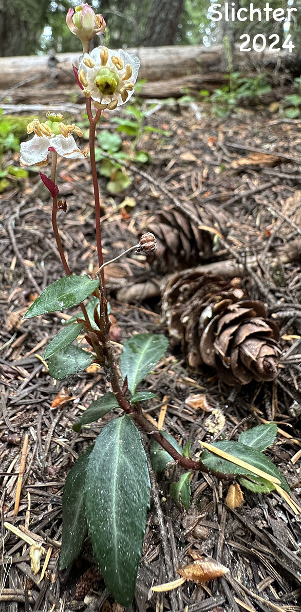 Little Pipsissewa, Little Prince's-pine, Little Prince's Pine: Chimaphila menziesii (Synonym: Pyrola menziesii)