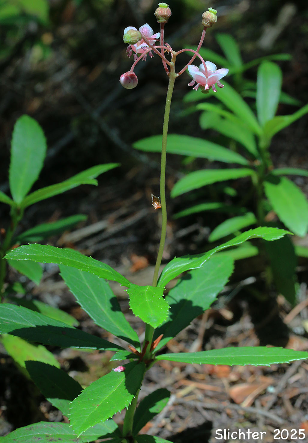 Common Prince's-pine, Prince's Pine, Pipsissewa: Chimaphilla umbellata var. occidentalis (Synonyms: Chimaphila occidentalis, Chimaphila umbellata ssp. occidentalis, Chimaphila umbellata ssp. umbellata)
