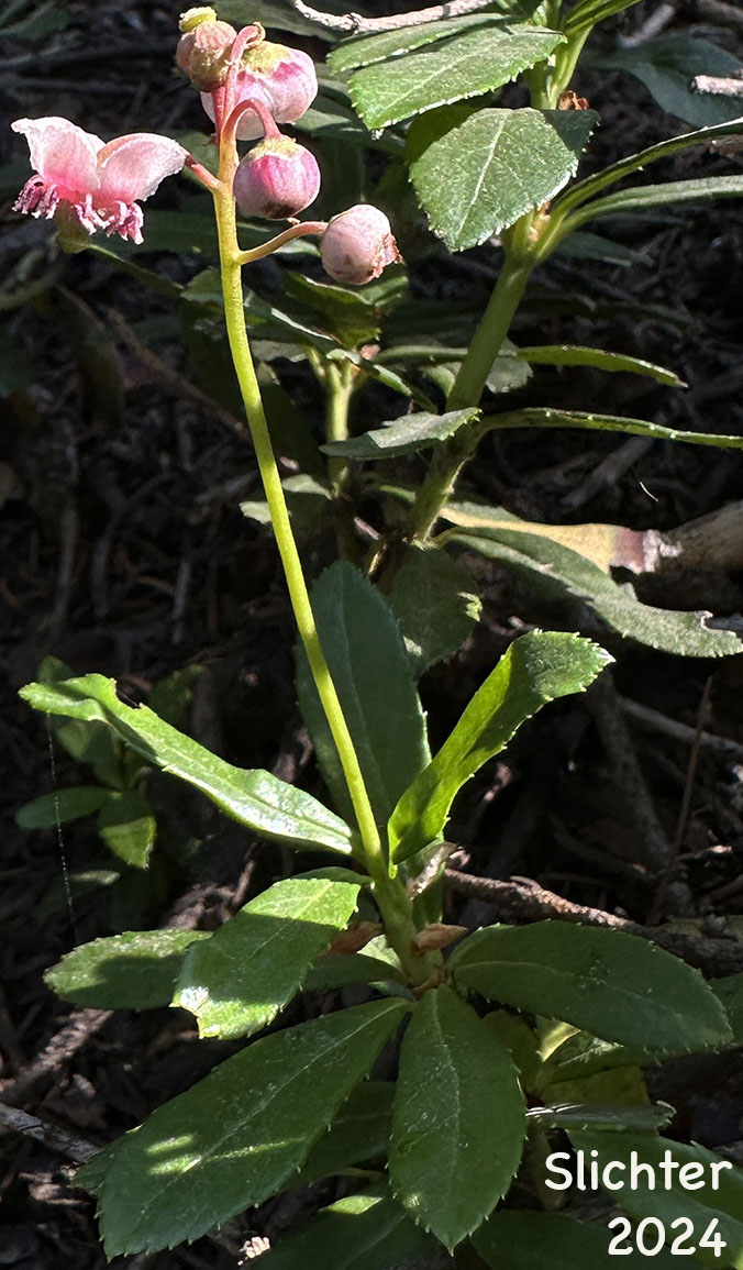 Common Prince's-pine, Prince's Pine, Pipsissewa: Chimaphilla umbellata var. occidentalis (Synonyms: Chimaphila occidentalis, Chimaphila umbellata ssp. occidentalis, Chimaphila umbellata ssp. umbellata)