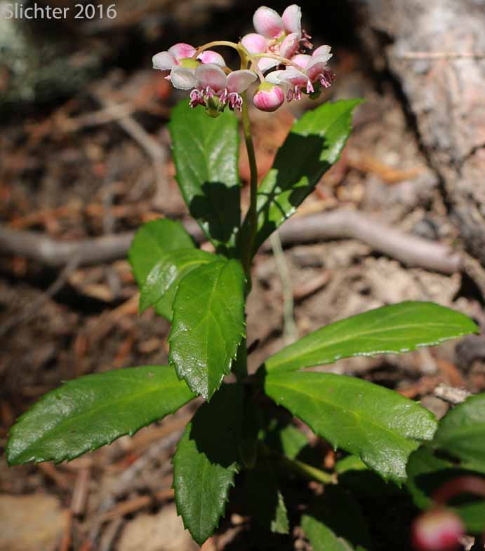Common Prince's-pine, Prince's Pine, Pipsissewa: Chimaphilla umbellata var. occidentalis (Synonyms: Chimaphila occidentalis, Chimaphila umbellata ssp. occidentalis, Chimaphila umbellata ssp. umbellata)