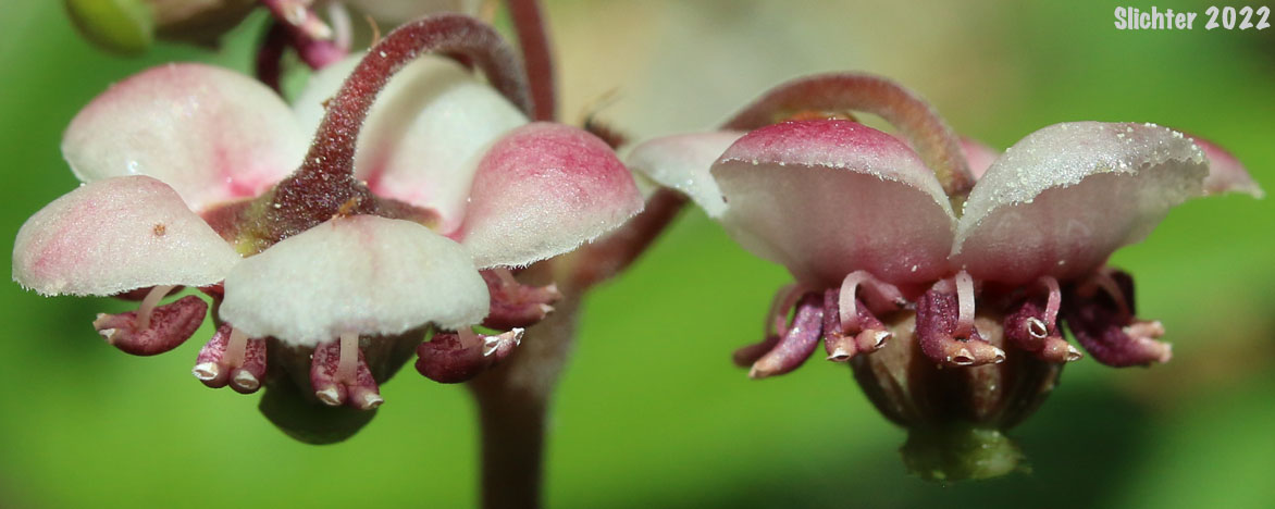 Common Prince's-pine, Prince's Pine, Pipsissewa: Chimaphilla umbellata var. occidentalis (Synonyms: Chimaphila occidentalis, Chimaphila umbellata ssp. occidentalis, Chimaphila umbellata ssp. umbellata)