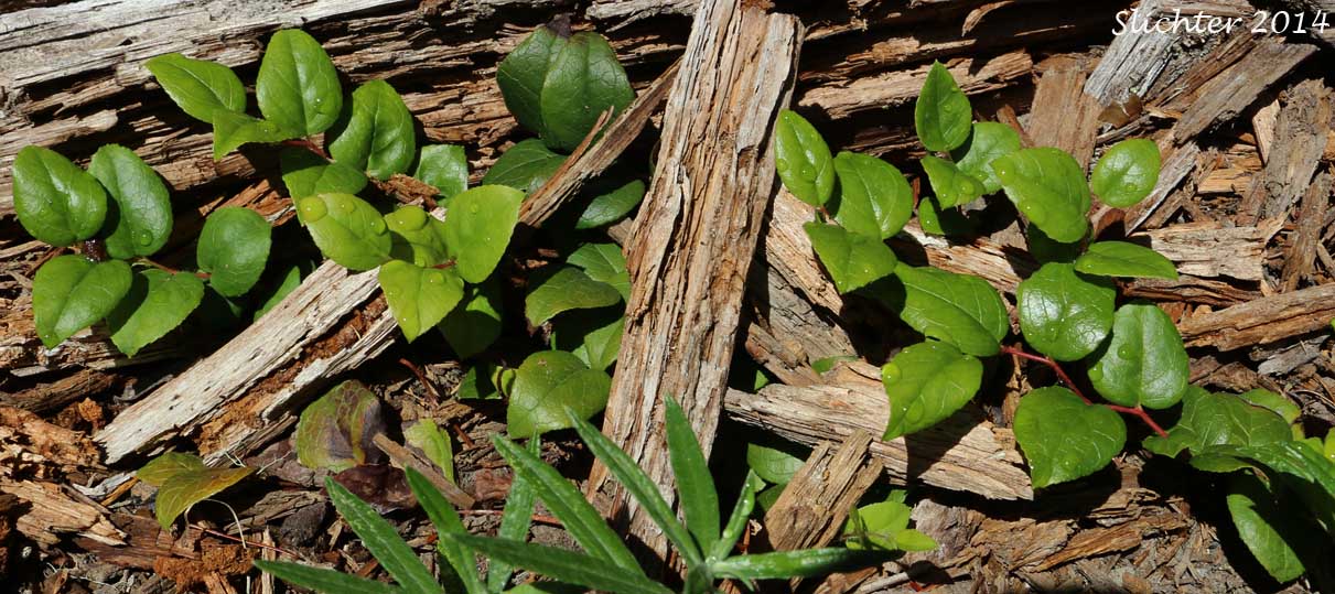 Slender Wintergreen, Oregon Wintergreen, Western Teaberry: Gaultheria ovatifolia