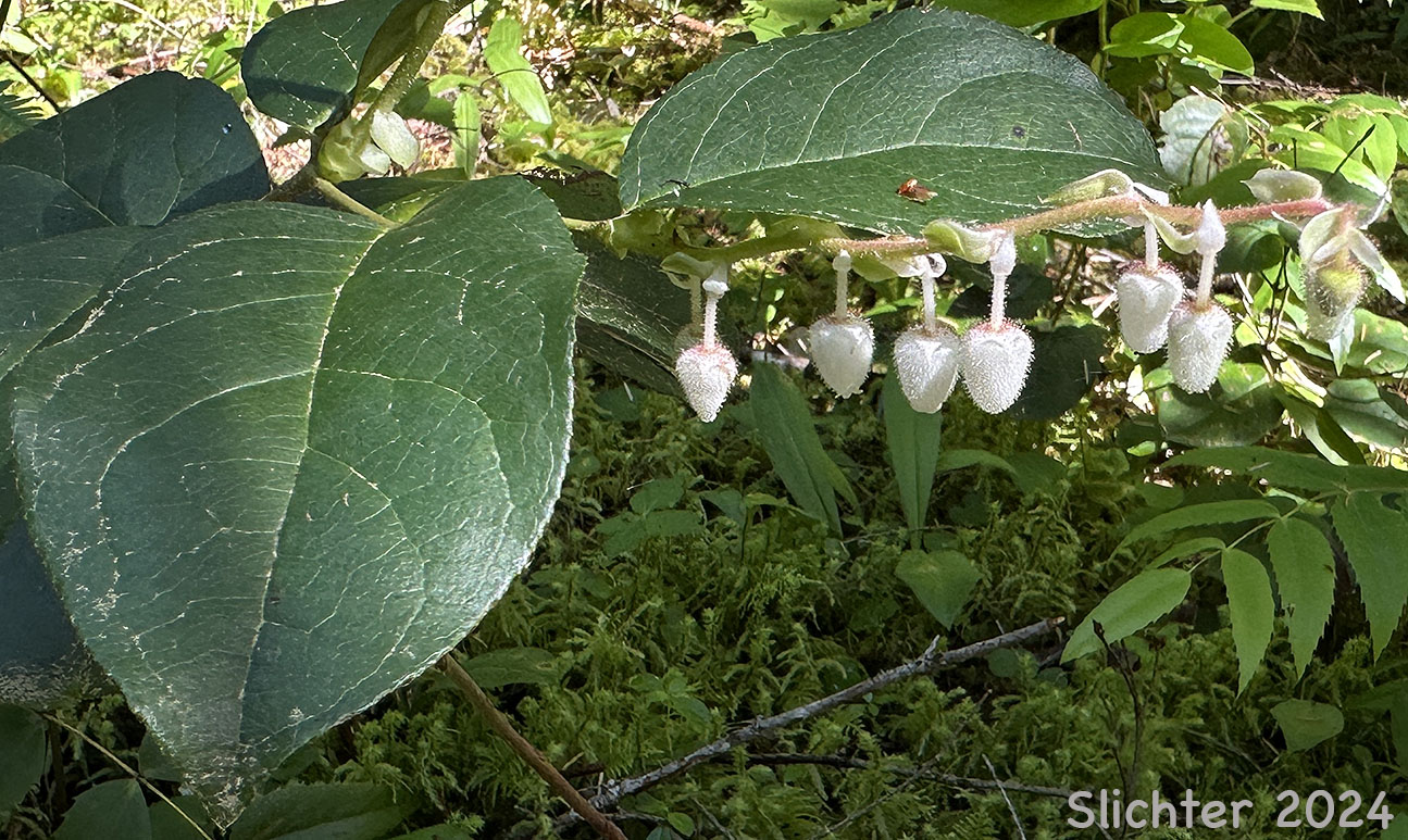 Salal: Gaultheria shallon