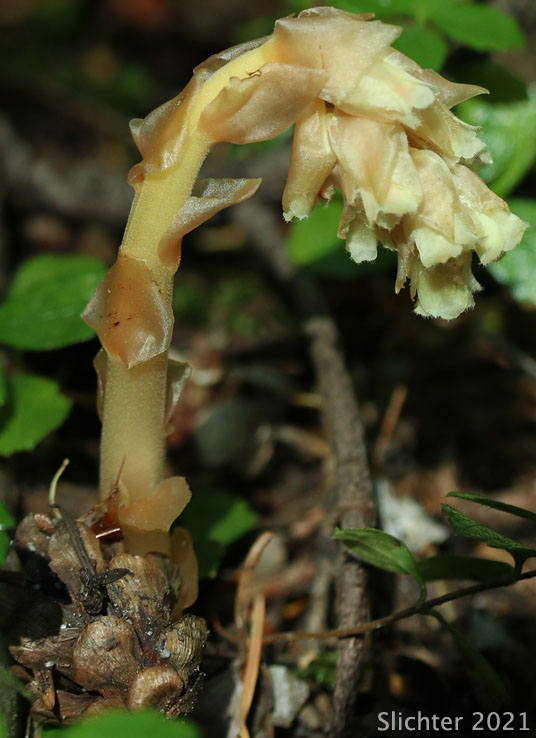 Many-flower Indian-pipe, Pinesap: Monotropa hypopitys (Synonyms: Hypopitys americana, Hypopitys fimbriata, Hypopitys insignata, Hypopitys lanuginosa, Hypopitys latisquama, Hypopitys monotropa, Monotropa hypopithys, Monotropa hypopithys ssp. lanuginosa, Monotropa hypopithys var. americana, Monotropa hypopithys var. latisquama, Monotropa hypopithys var. rubra, Monotropa hypopitys, Monotropa lanuginosa, Monotropa latisquama)