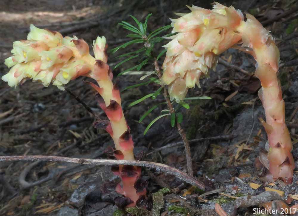 Many-flower Indian-pipe, Pinesap: Monotropa hypopitys (Synonyms: Hypopitys americana, Hypopitys fimbriata, Hypopitys insignata, Hypopitys lanuginosa, Hypopitys latisquama, Hypopitys monotropa, Monotropa hypopithys, Monotropa hypopithys ssp. lanuginosa, Monotropa hypopithys var. americana, Monotropa hypopithys var. latisquama, Monotropa hypopithys var. rubra, Monotropa hypopitys, Monotropa lanuginosa, Monotropa latisquama)