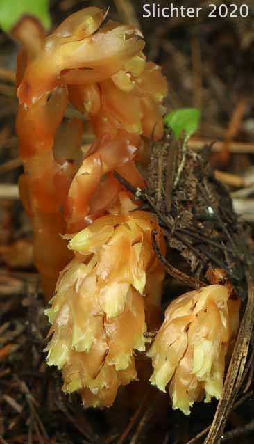 Many-flower Indian-pipe, Pinesap: Monotropa hypopitys (Synonyms: Hypopitys americana, Hypopitys fimbriata, Hypopitys insignata, Hypopitys lanuginosa, Hypopitys latisquama, Hypopitys monotropa, Monotropa hypopithys, Monotropa hypopithys ssp. lanuginosa, Monotropa hypopithys var. americana, Monotropa hypopithys var. latisquama, Monotropa hypopithys var. rubra, Monotropa hypopitys, Monotropa lanuginosa, Monotropa latisquama)