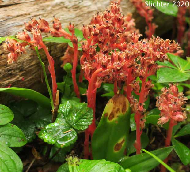 Many-flower Indian-pipe, Pinesap: Monotropa hypopitys (Synonyms: Hypopitys americana, Hypopitys fimbriata, Hypopitys insignata, Hypopitys lanuginosa, Hypopitys latisquama, Hypopitys monotropa, Monotropa hypopithys, Monotropa hypopithys ssp. lanuginosa, Monotropa hypopithys var. americana, Monotropa hypopithys var. latisquama, Monotropa hypopithys var. rubra, Monotropa hypopitys, Monotropa lanuginosa, Monotropa latisquama)
