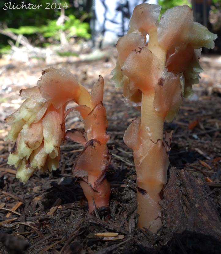 Many-flower Indian-pipe, Pinesap: Monotropa hypopitys (Synonyms: Hypopitys americana, Hypopitys fimbriata, Hypopitys insignata, Hypopitys lanuginosa, Hypopitys latisquama, Hypopitys monotropa, Monotropa hypopithys, Monotropa hypopithys ssp. lanuginosa, Monotropa hypopithys var. americana, Monotropa hypopithys var. latisquama, Monotropa hypopithys var. rubra, Monotropa hypopitys, Monotropa lanuginosa, Monotropa latisquama)