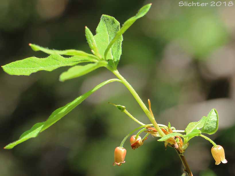 Fool's Huckleberry, False Azalea, Rusty Menziesia: Menziesia ferruginea (Synonyms: Menziesia ferruginea ssp. glabella, Menziesia ferruginea var. ferruginea, Menziesia ferruginea var. glabella, Menziesia glabella)