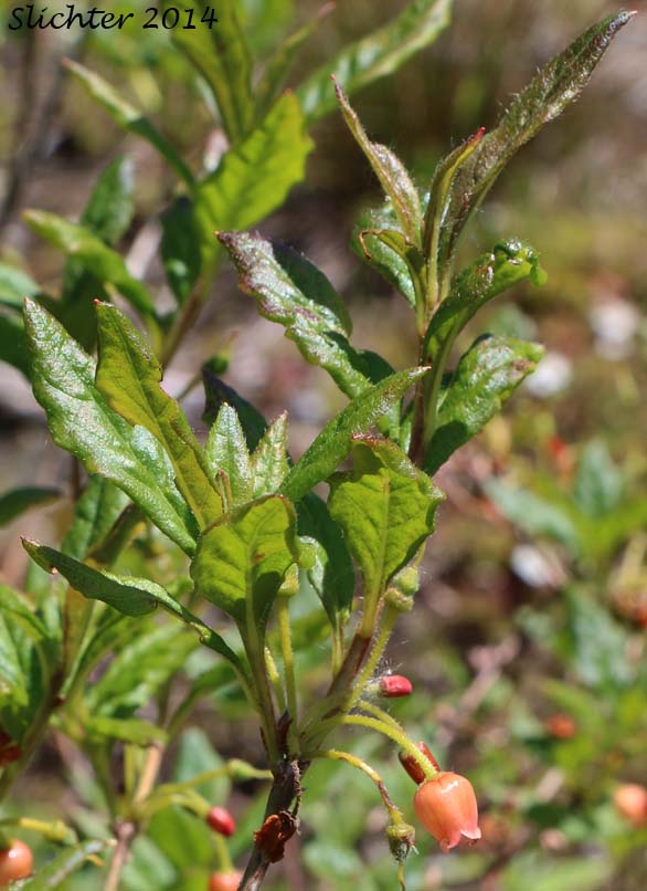 Fool's Huckleberry, False Azalea, Rusty Menziesia: Menziesia ferruginea (Synonyms: Menziesia ferruginea ssp. glabella, Menziesia ferruginea var. ferruginea, Menziesia ferruginea var. glabella, Menziesia glabella)