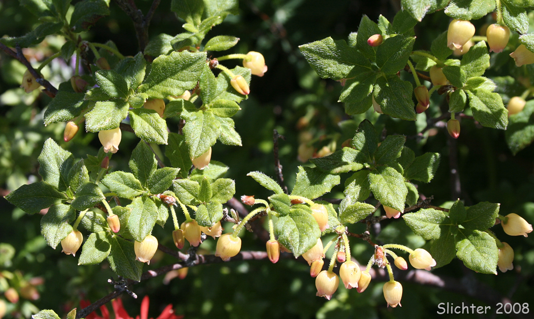Fool's Huckleberry, False Azalea, Rusty Menziesia: Menziesia ferruginea (Synonyms: Menziesia ferruginea ssp. glabella, Menziesia ferruginea var. ferruginea, Menziesia ferruginea var. glabella, Menziesia glabella)