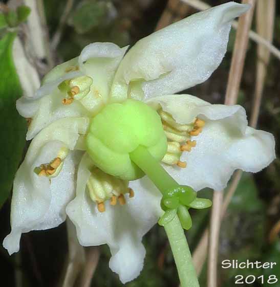 Flower of <title>One-flowered Wintergreen, Single-delight, Single Delight, Woodnymph, Wood-nymph: Moneses uniflora (Synonyms: Moneses reticulata, Moneses uniflora ssp. reticulata, Moneses uniflora ssp. uniflora, Moneses uniflora var. reticulata, Pyrola uniflora)