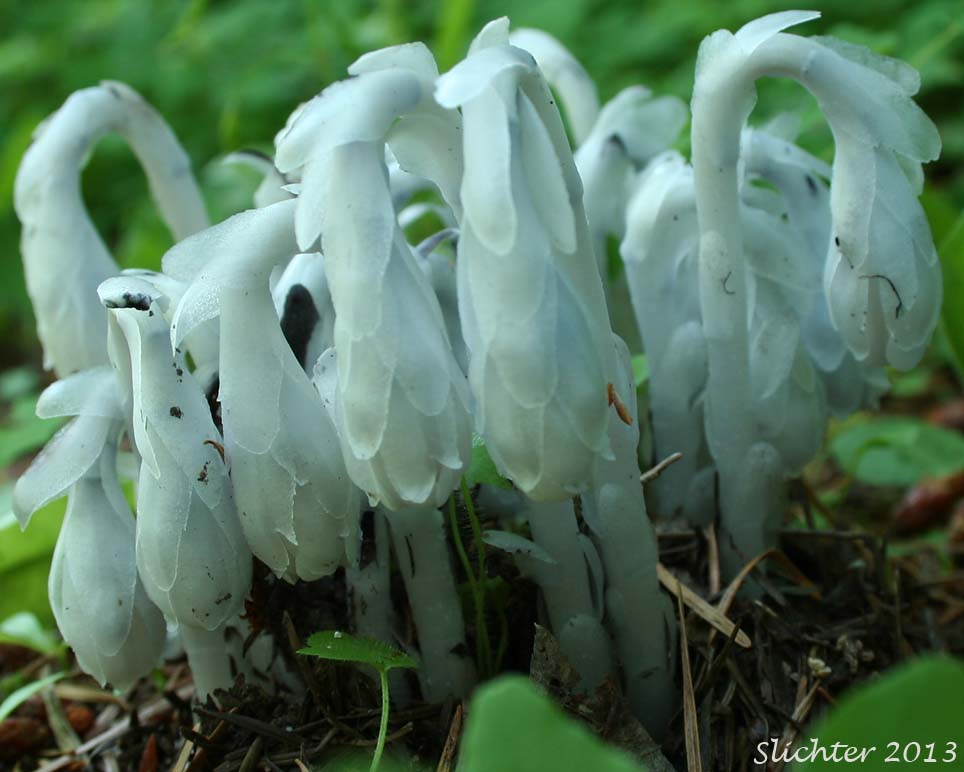 Indianpipe, Indian Pipe, One-flower Indian-pipe: Monotropa uniflora (Synonyms: Monotropa brittonii, Monotropa morisoniana)