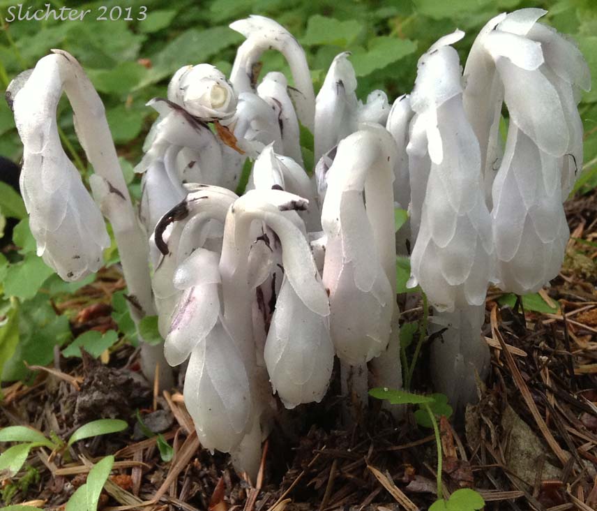 Indianpipe, Indian Pipe, One-flower Indian-pipe: Monotropa uniflora (Synonyms: Monotropa brittonii, Monotropa morisoniana)