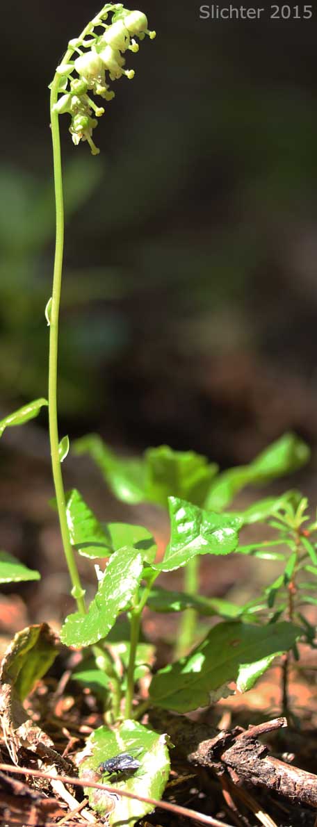 Sidebells Pyrola, Sidebells Wintergreen, One-sided Pyrola, Sidebells: Orthilia secunda (Synonyms: Pyrola secunda, Remischia secunda)