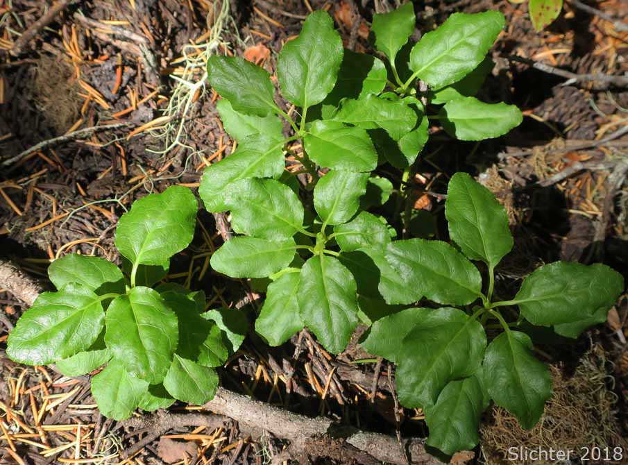 Leaves of Sidebells Pyrola, Sidebells Wintergreen, One-sided Pyrola, Sidebells: Orthilia secunda (Synonyms: Pyrola secunda, Remischia secunda)
