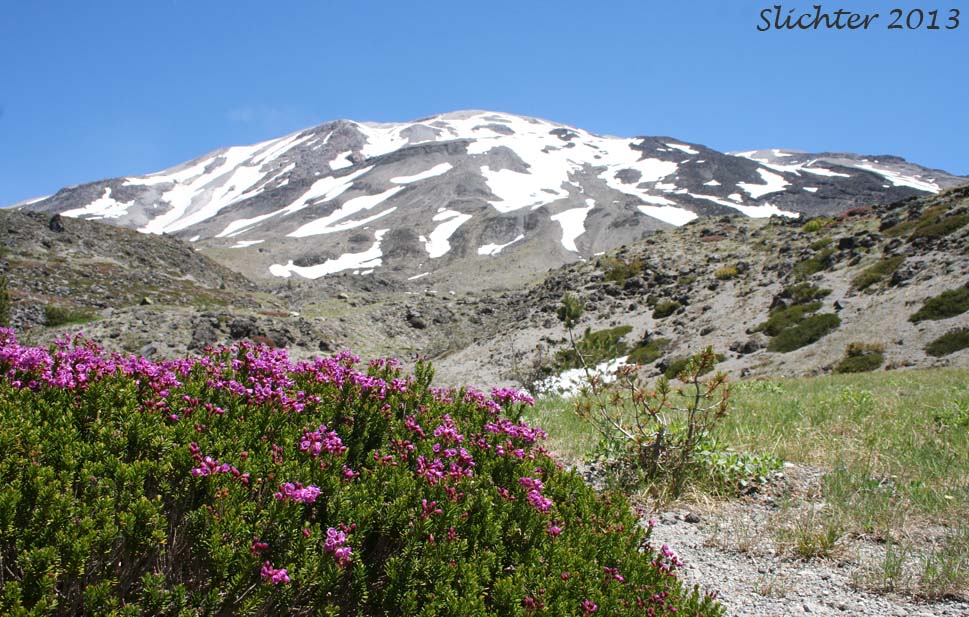 Red Mountain-heather, Red Mountain Heather, Pink Mountain-heath: Phyllodoce empetriformis (Synonym: Menzesia empetriformis)
