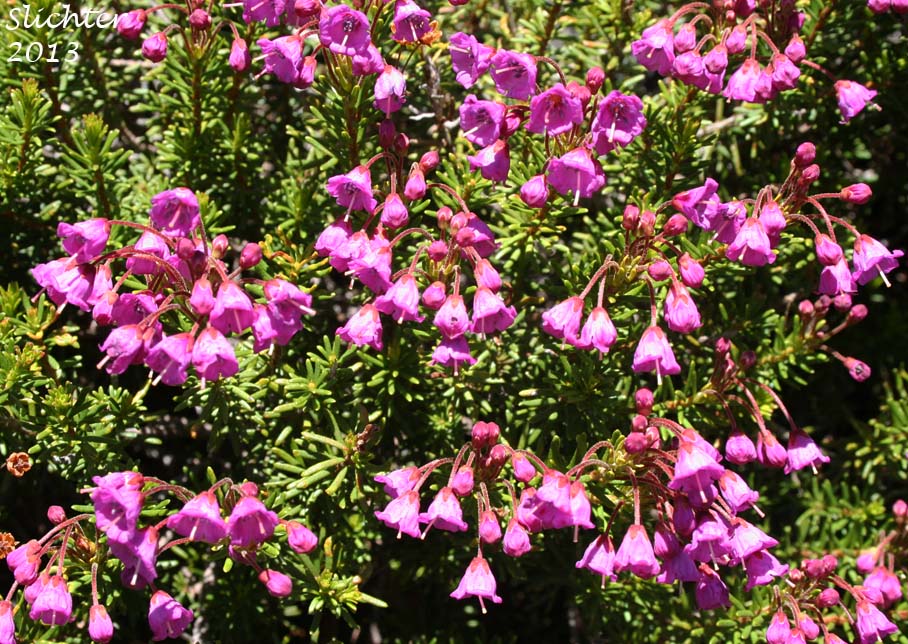 Red Mountain-heather, Red Mountain Heather, Pink Mountain-heath: Phyllodoce empetriformis (Synonym: Menzesia empetriformis)