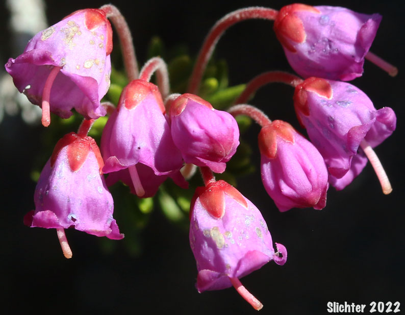 Inflorescence of Red Mountain-heather, Red Mountain Heather, Pink Mountain-heath: Phyllodoce empetriformis (Synonym: Menzesia empetriformis)