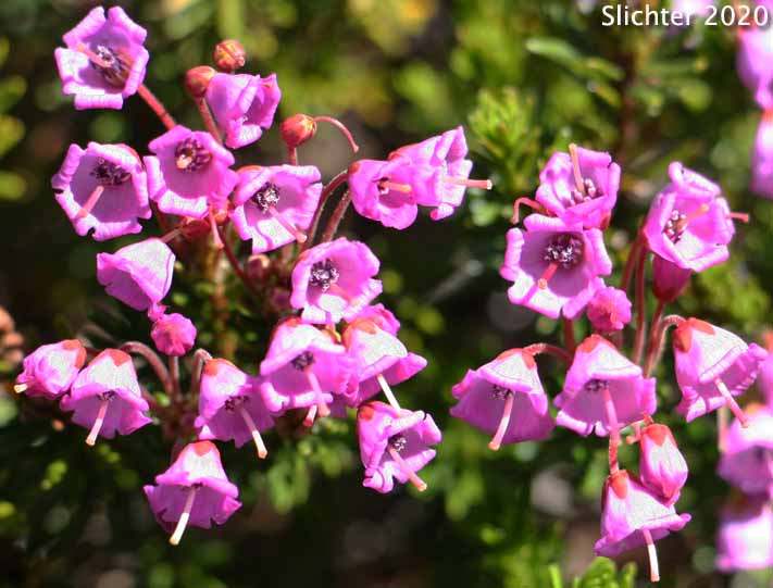 Red Mountain-heather, Red Mountain Heather, Pink Mountain-heath: Phyllodoce empetriformis (Synonym: Menzesia empetriformis)