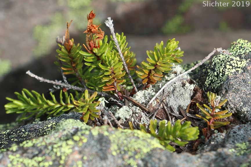 Leaves of Red Mountain-heather, Red Mountain Heather, Pink Mountain-heath: Phyllodoce empetriformis (Synonym: Menzesia empetriformis)