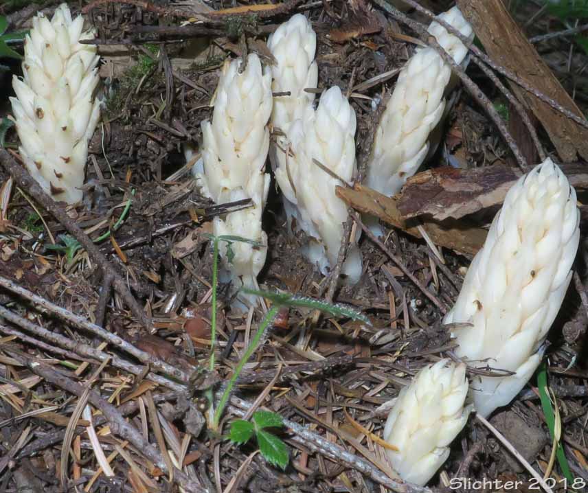 Fringed Pinesap, Gray's Fringed Pinesap, Sierra Pinesap: Pleuricospora fimbriolata (Synonyms: Pleuricospora densa, Pleuricospora longipetala)