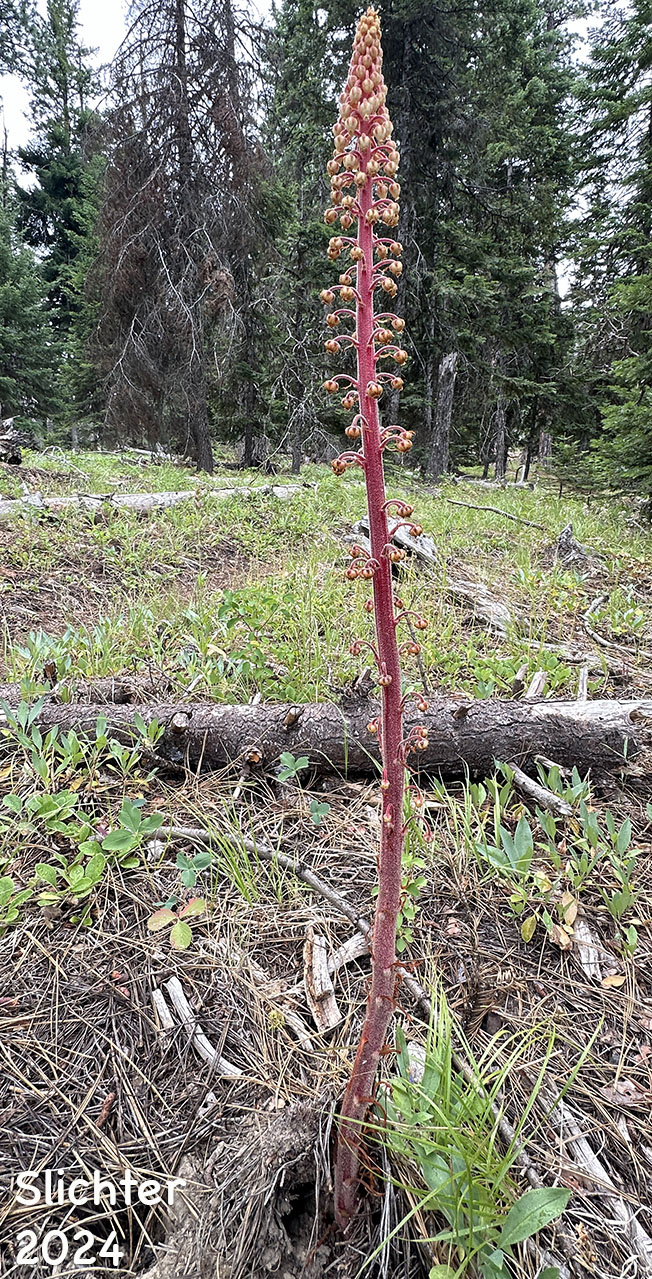 Pinedrops, Woodland Pinedrops: Pterospora andromedea