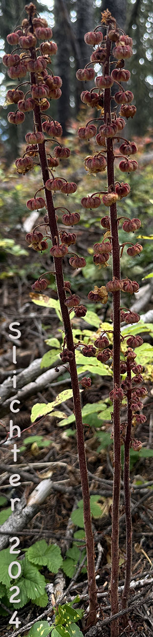 Pinedrops, Woodland Pinedrops: Pterospora andromedea