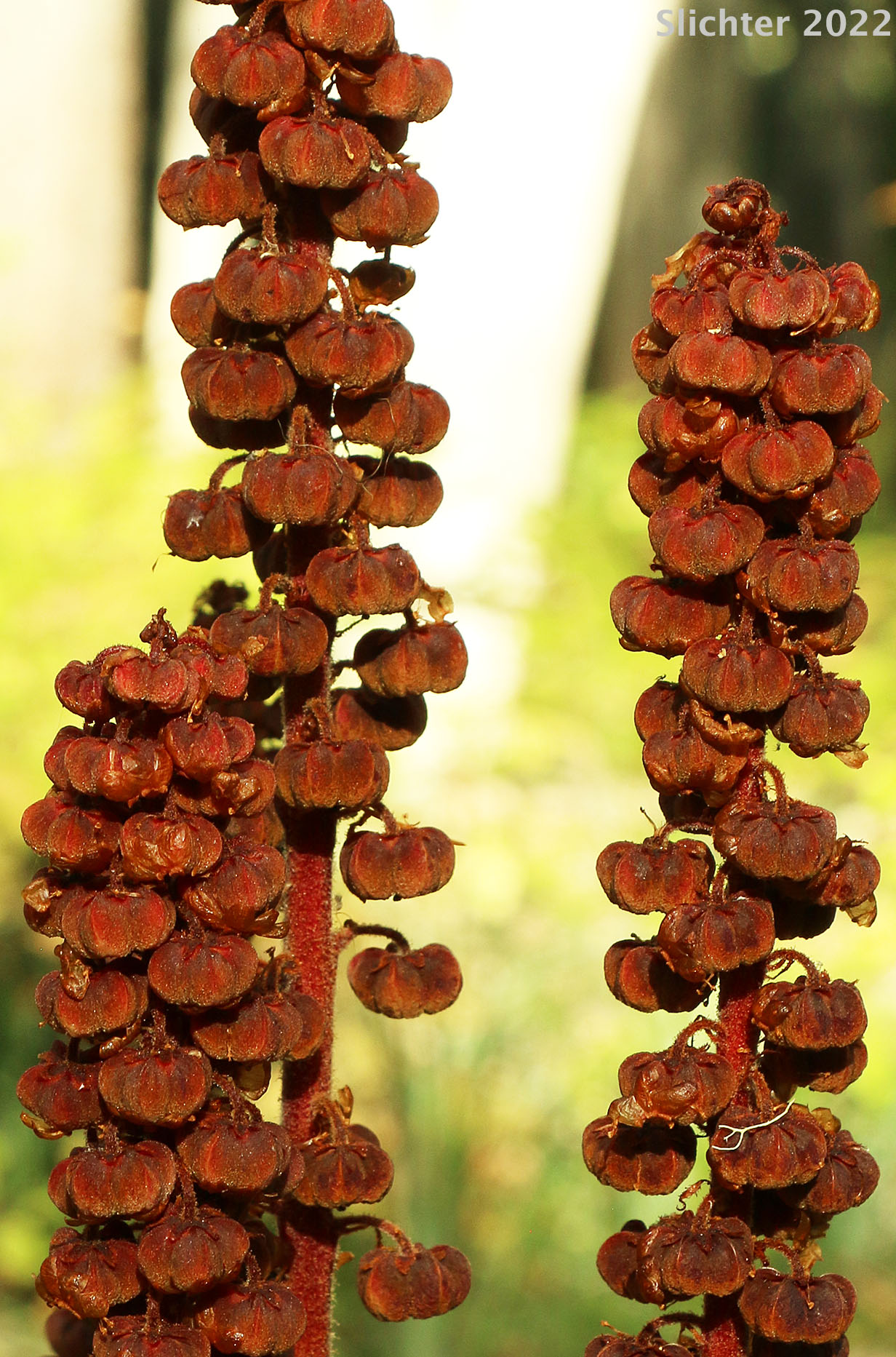 Inflorescence of Pinedrops, Woodland Pinedrops: Pterospora andromedea