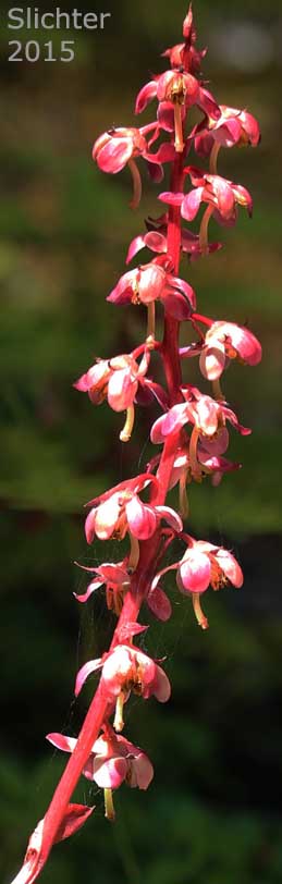 Inflorescence of Alpine Pyrola, Bog Wintergreen, Large Pyrola, Liverleaf Wintergreen, Pink Pyrola, Pink Wintergreen: Pyrola asarifolia ssp. bracteosa (Synonyms: Pyrola asarifolia var. asarifolia, Pyrola asarifolia var. incarnata, Pyrola asarifolia var. ovata, Pyrola asarifolia var. purpurea, Pyrola californica, Pyrola elata, Pyrola rotundifolia ssp. asarifolia, Pyrola uliginosa, Pyrola uliginosa var. gracilis)