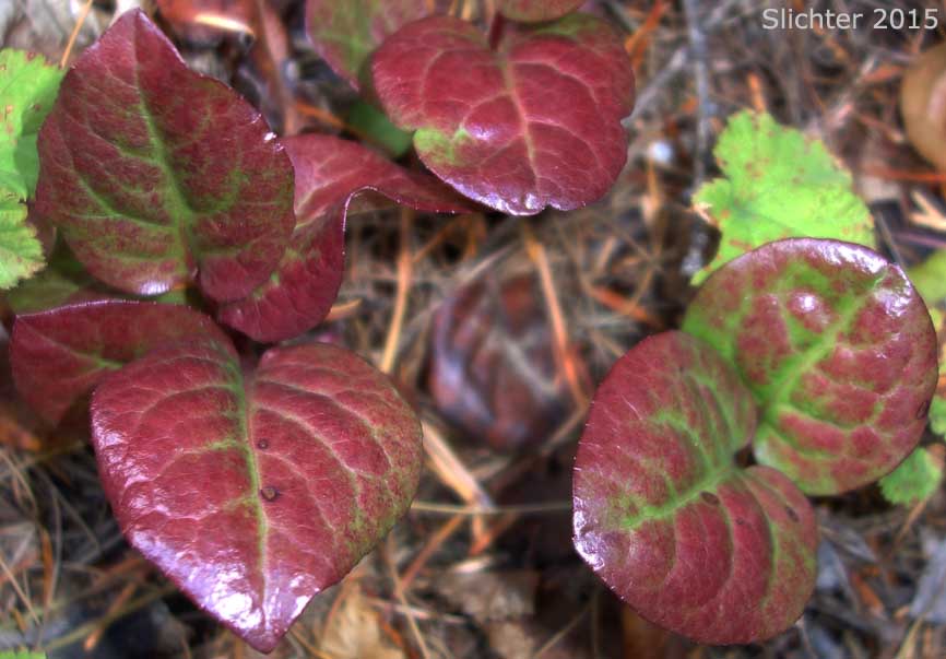 Alpine Pyrola, Bog Wintergreen, Large Pyrola, Liverleaf Wintergreen, Pink Pyrola, Pink Wintergreen: Pyrola asarifolia ssp. bracteosa (Synonyms: Pyrola asarifolia var. asarifolia, Pyrola asarifolia var. incarnata, Pyrola asarifolia var. ovata, Pyrola asarifolia var. purpurea, Pyrola californica, Pyrola elata, Pyrola rotundifolia ssp. asarifolia, Pyrola uliginosa, Pyrola uliginosa var. gracilis)