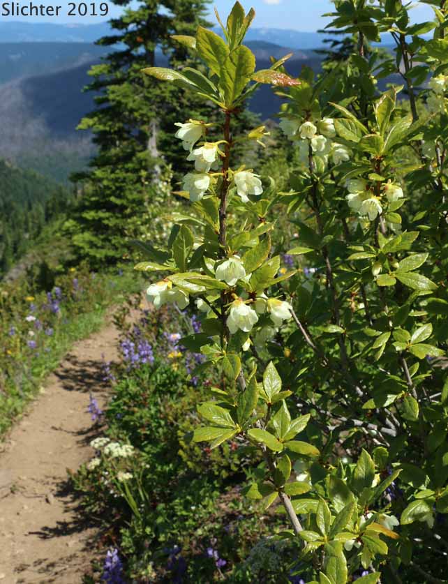 Cascade Azalea, White Rhododendron, White-flowered Azalea: Rhododendron albiflorum (Synonyms: Azaleastrum albiflorum, Azaleastrum albiflorum ssp. warrenii, Rhododendron albiflorum var. albiflorum, Rhododendron albiflorum var. warrenii)