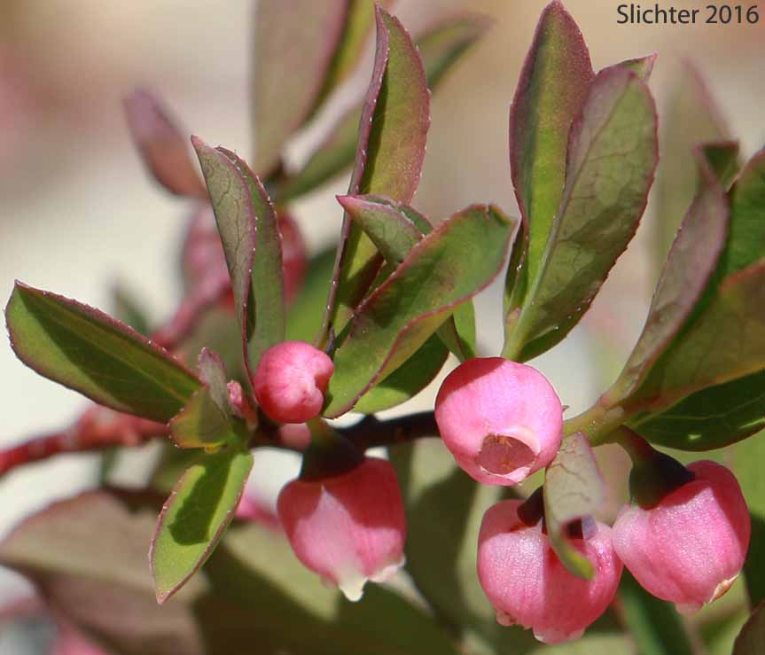 Dwarf Bilberry, Dwarf Blueberry, Dwarf Huckleberry: Vaccinium cespitosum (Synonyms Vaccinium arbuscula, Vaccinium caespitosum, Vaccinium caespitosum var. arbuscula, Vaccinium caespitosum var. caespitosum, Vaccinium caespitosum var. paludicolia, Vaccinium cespitosum var. arbuscula, Vaccinium cespitosum var. cespitosum, Vaccinium cespitosum var. paludicola, Vaccinium nivictum)