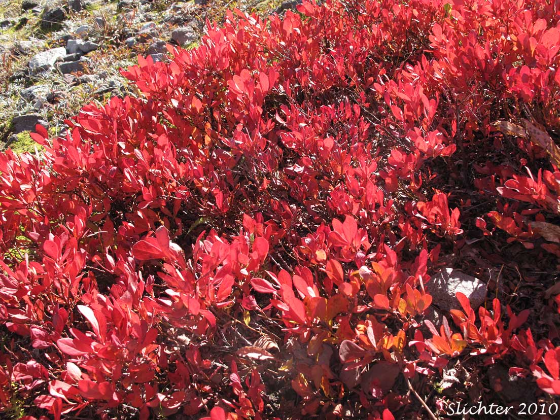Dwarf Bilberry, Dwarf Blueberry, Dwarf Huckleberry: Vaccinium cespitosum (Synonyms Vaccinium arbuscula, Vaccinium caespitosum, Vaccinium caespitosum var. arbuscula, Vaccinium caespitosum var. caespitosum, Vaccinium caespitosum var. paludicolia, Vaccinium cespitosum var. arbuscula, Vaccinium cespitosum var. cespitosum, Vaccinium cespitosum var. paludicola, Vaccinium nivictum)