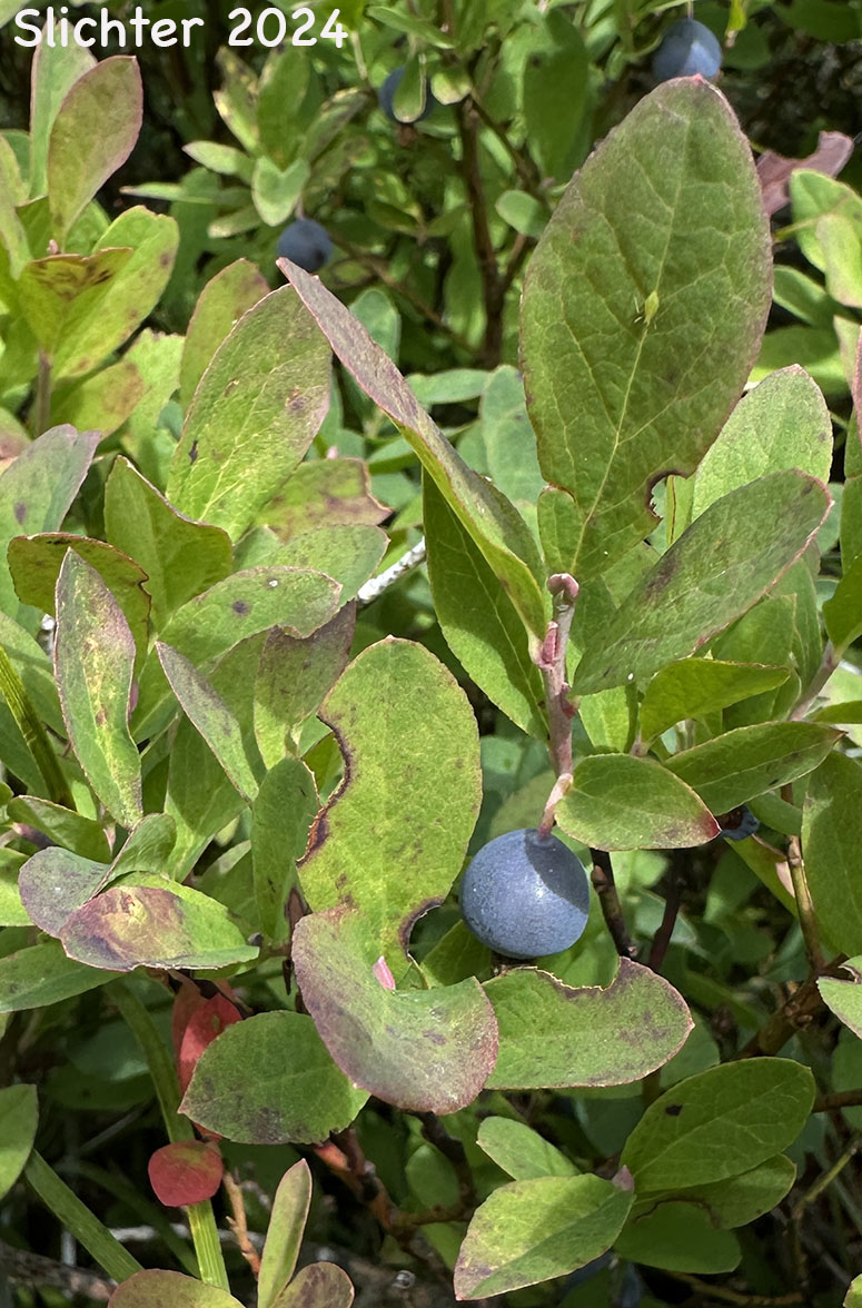 Mature fruit of Dwarf Bilberry, Dwarf Blueberry, Dwarf Huckleberry: Vaccinium cespitosum (Synonyms Vaccinium arbuscula, Vaccinium caespitosum, Vaccinium caespitosum var. arbuscula, Vaccinium caespitosum var. caespitosum, Vaccinium caespitosum var. paludicolia, Vaccinium cespitosum var. arbuscula, Vaccinium cespitosum var. cespitosum, Vaccinium cespitosum var. paludicola, Vaccinium nivictum)